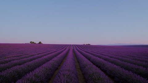 Epic drone shot from birds point of view over sunrise or sunset on lavender fields in rural provence french province, beautiful travel tourist destination for inspiring wanderlust moments
