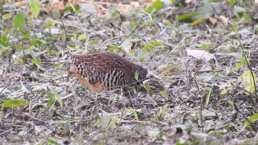 Barred buttonquail scattering forest floor for food in Bali barat national park, Bali, Indonesia