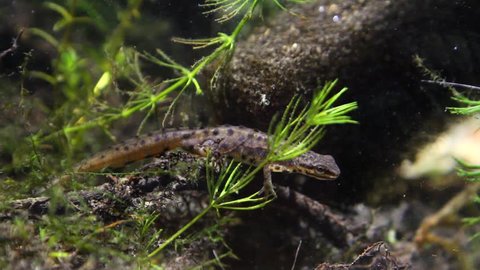 Common newt or smooth newt, Lissotriton vulgaris, male freshwater amphibian in breeding water form, biotope aquarium, closeup nature video