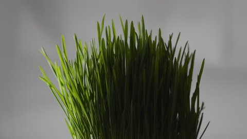 green grass in a pot sways in the wind