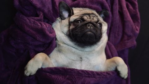 Pug dog having a siesta an resting in bed with blanket, looks very funny and cute
