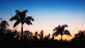 Palm trees on luxury exotic beach