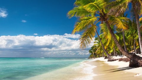 Palm trees on luxury exotic beach