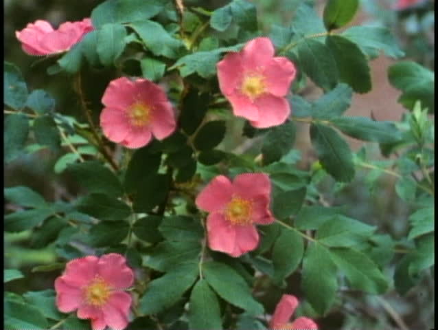 BANFF NATIONAL PARK, ALBERTA, 1990, Wildflowers, close up
