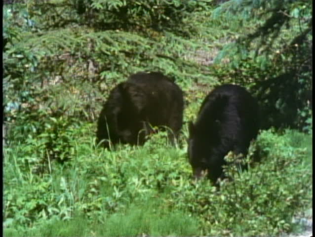 JASPER, ALBERTA, 1990, Jasper National Park, two black bears wander