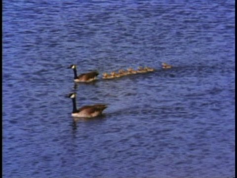 JASPER, ALBERTA, 1990, Jasper National Park, family of ducks in a row