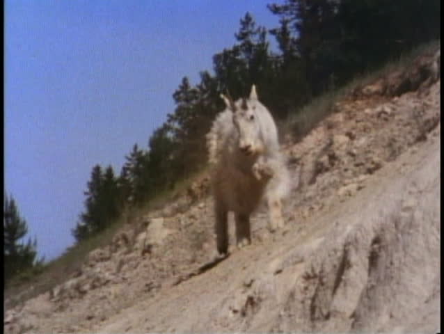 JASPER, ALBERTA, 1990, Jasper National Park, mountain goat walks down hill