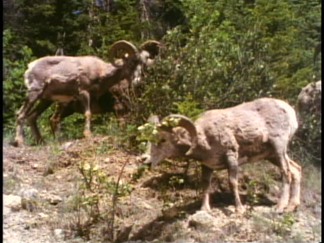 JASPER, ALBERTA, 1990, Jasper National Park, two big horn sheep, rams, nibbling