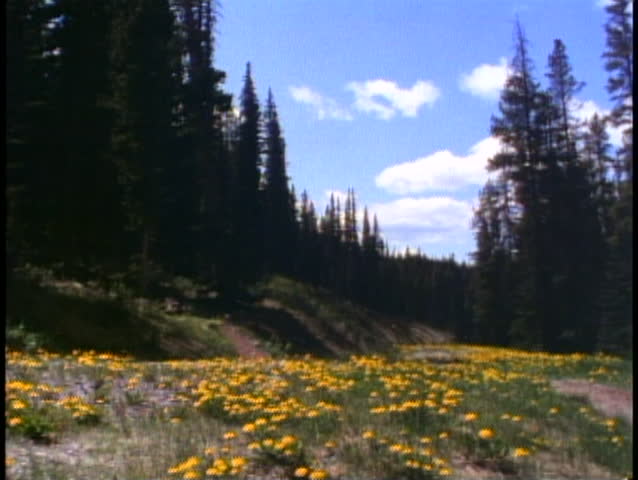 JASPER, ALBERTA, 1990, Jasper National Park, pine trees, yellow flowers
