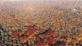 Ukrainian forest with trees in full autumn colors. stretching into the distant fog. from a descending. aerial perspective. 4k Ultra HD video
