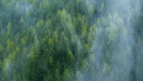 Thin whisps of water vapor rise and drift over the dense temperate rainforest growing on the slopes of the Ukrainian Carpathian Mountains. 4k Ultra HD video