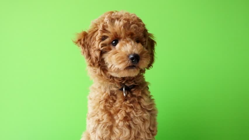 Red Poodle Puppy Close Up With Green Screen Background, Chromakey Background, Dog Green Screen Background looking left right up down