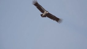 Himalayan griffon soaring in clear blue sky with fully wingspan in the morning light,HD slow motion .
Huge vulture in flight,low angle view.
