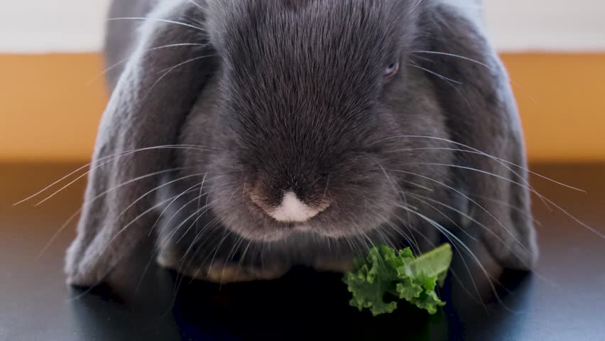 Belier mini lop rabbit eats vegetables