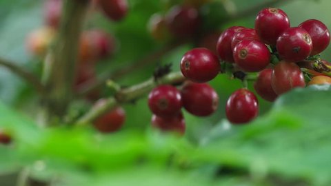 Hand holding Coffee beans, The tree Arabica coffee  its result of it is called cherries they are starting to ripen so there are colors red yellow green mingle.