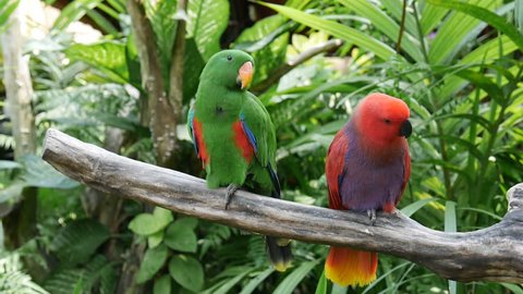 closeup beautiful colourful small parrots sit on bare tree branch look around against tropical plants in national park