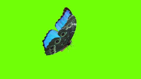 Morpho peleides, big blue butterfly flying near yellow flower. Slow motion cycle animation sequence with chroma key, alpha channel, material ID.  Seamless loop. Close up