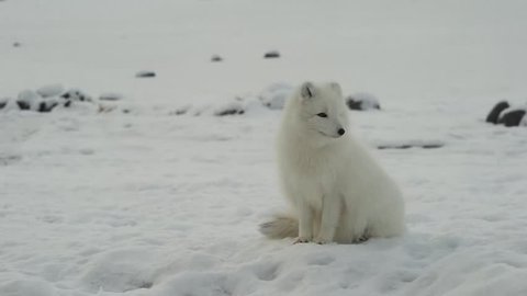 Sitting white arctic fox