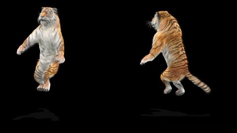 tiger CG fur 3d rendering animal realistic CGI VFX Animation  Loop alpha dance composition 3d mapping
