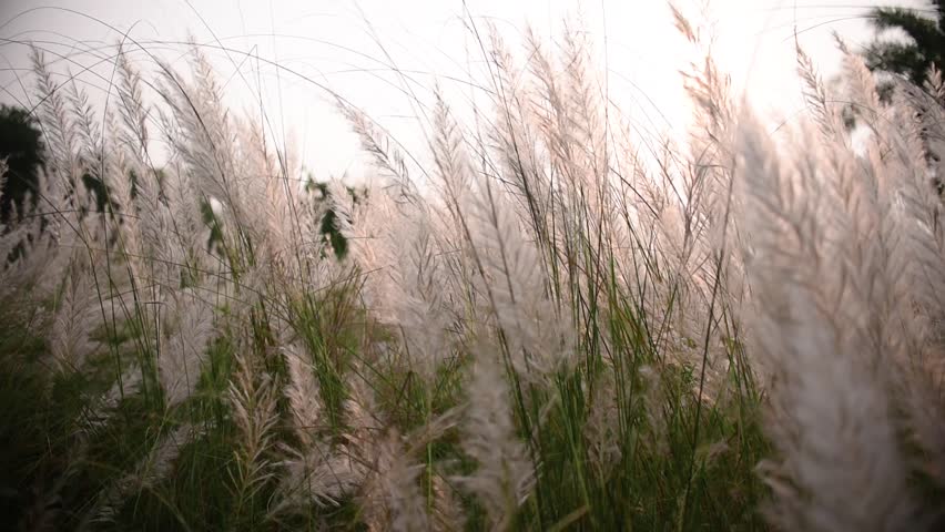 saccharum spontaneum popular royalty free videos imageric com saccharum spontaneum popular royalty