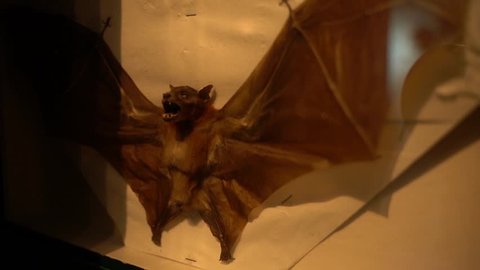 Stuffed bat. Scary dry animal. Flying bat in a showcase. Death bat in a horror shop.