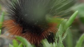 Wooly bear caterpillar eats plant. Black caterpillar creeps on ground, macro video. Pyrrharctia isabella