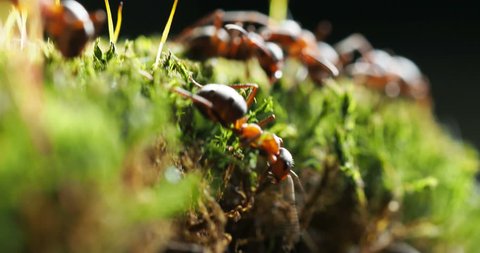 Macro footage with moving ants on green moss.