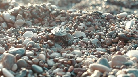 Newborn turtle crawling on stones to sea. Path of little turtle to ocean. Natural instincts of marine animals. Baby turtle leaving nest and crawling to sea