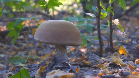 Large white mushroom in the autumn forest. A man is approaching the mushroom