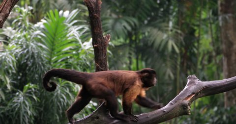 Amazon forest endangered animals. Tufted Capuchin ape monkey on tree branch in evergreen rainforest of Brazil