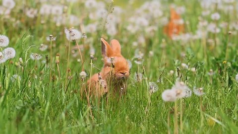 rabbits run among dandelions on a sunny day