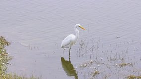 Beautiful white heron searching fishes in lake looking for hunt I Bird Stock Videos in full hd