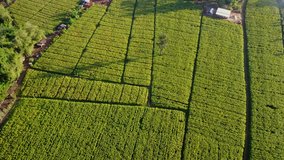 Aerial view over green corn fields in countryside. Rural scene with cultivated land. Geometric shapes of agricultural parcels landscape. Nature and agriculture industry. 4K video shot from drone.