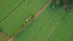 Aerial view over green corn fields in countryside. Rural scene with cultivated land near the village. Nature landscape and agriculture industry. 4K video shot from drone.