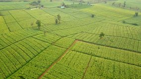 Aerial view over green corn fields in countryside. Rural scene with cultivated land. Geometric shapes of agricultural parcels landscape. Nature and agriculture industry. 4K video shot from drone.