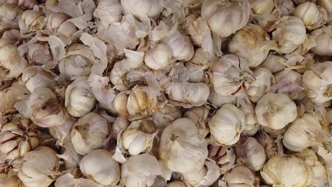 White garlic pile texture. Fresh garlic on market table closeup photo. 