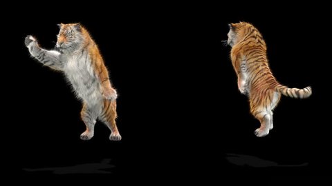 tiger CG fur 3d rendering animal realistic CGI VFX Animation  Loop alpha dance composition 3d mapping, Included in the end of the clip with Alpha matte.