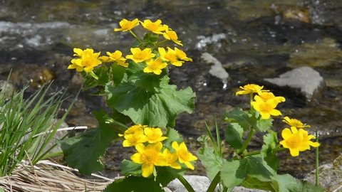 A close up of the flowers of kingcup (Caltha palustris) at river.