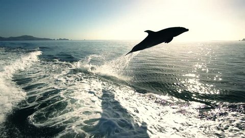 Dolphins jumping out of water slow motion New zealand Paihia bay of islands Delphine springen aus dem Wasser 