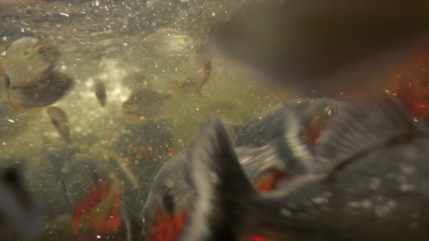 We found an amazing nest of hungry piranha underwater. Piranhas in the estuaries and lagoons, wild life in the plains and savannahs of South America Royalty-Free Stock Footage #1023381229