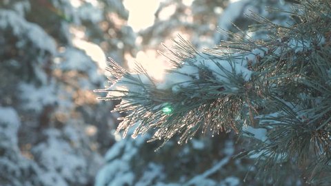 pine tree branch sunlight glare winter landscape during sunset. winter pine the sun forest in the snow sunlight movement. frozen frost Christmas New Year tree. concept new year winter lifestyle. slow