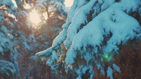 pine tree sunlight branch glare winter landscape during sunset. winter pine the sun forest in the snow sunlight movement. frozen frost Christmas New Year tree. concept new year winter . slow motion
