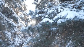 Winter background, trees in the snow. slow motion video. Christmas evergreen spruce tree with fresh snow . frozen Pine branches covered with hoarfrost. concept new year lifestyle winter. Pine trees