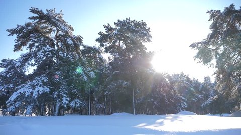 Frozen winter forest with snow covered trees. slow motion video. winter lifestyle pine forest in the snow sunlight movement . frozen frost Christmas New Year tree. concept new year winter. Pine trees