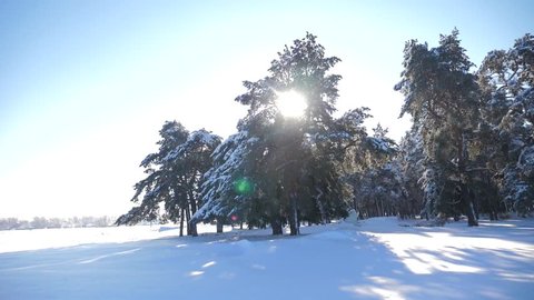 Frozen winter forest with snow covered trees. slow motion video. winter pine forest in the snow sunlight movement. frozen frost Christmas New Year tree. concept new year winter. slow motion video