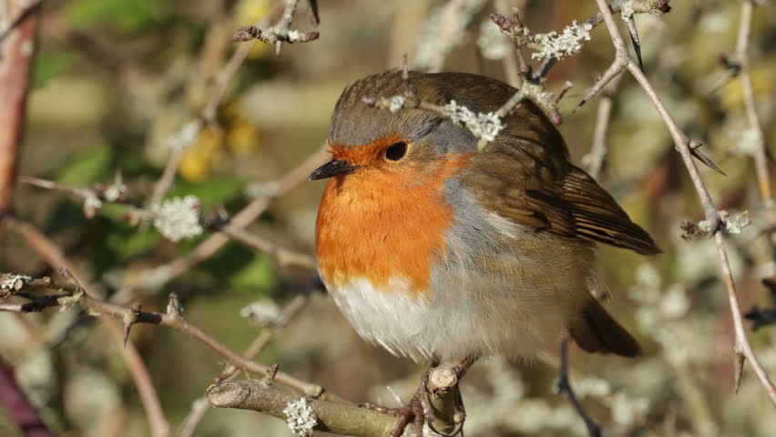 Robin Red Breast Song Bird Extreme Close Up, Detail, Colourful, Flying Away. Sunny Winter Day.