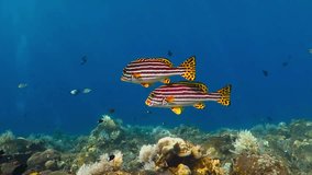 Yellow tropical fish, coral reef and blue ocean. Underwater video from beautiful coral reef with swimming fish. Snorkeling with marine wildlife. Animals and corals.