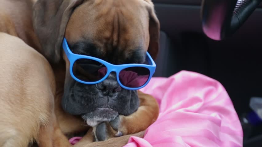 boxer sunglasses