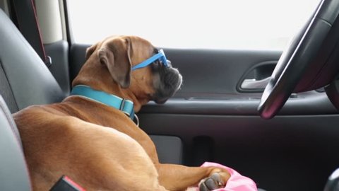 Boxer dog with sunglasses resting in the car.