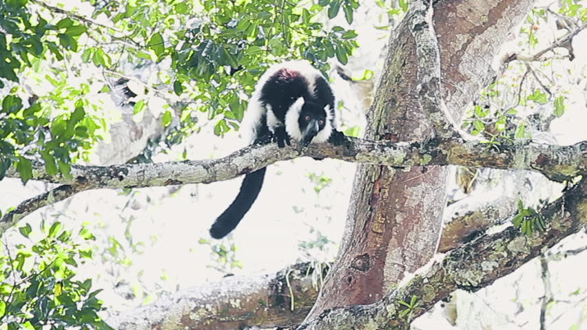 Black and white ruffed lemur (Varecia variegata) sits on the tree branch and furiously screams. Madagascar. Clip contains original sound